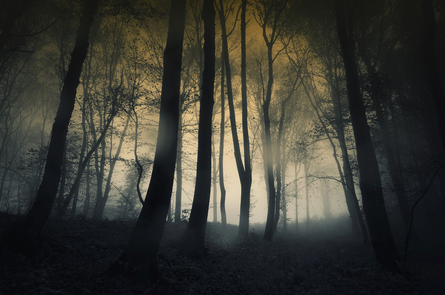 Mysterious dark forest with rain and fog