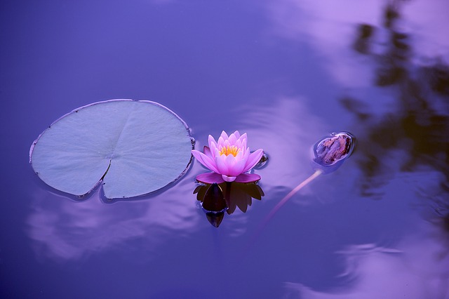 an assessment is a reflection - lotus water 