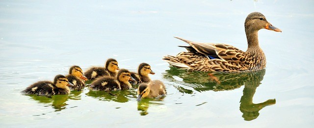 codependency mallard-ducks