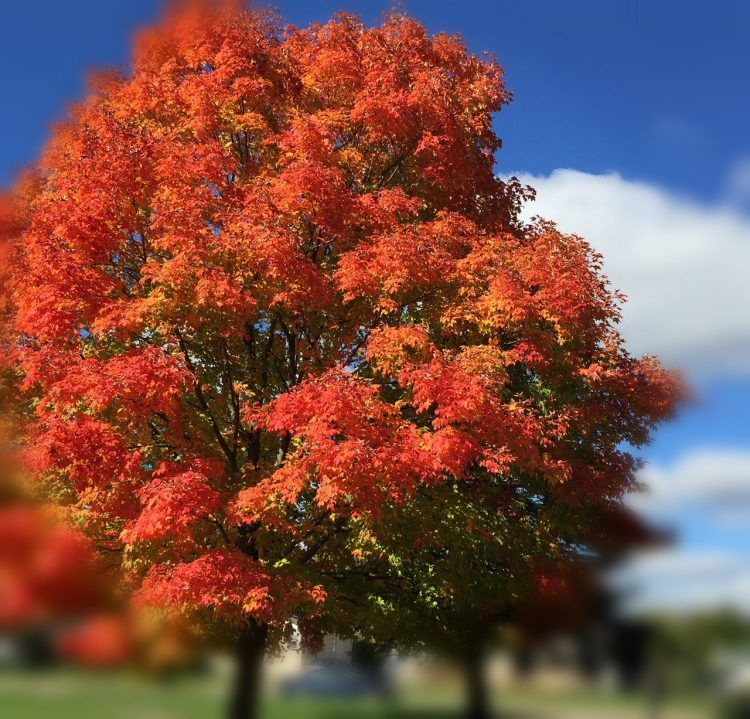 Michigan autumn health a huge tree with red leaves