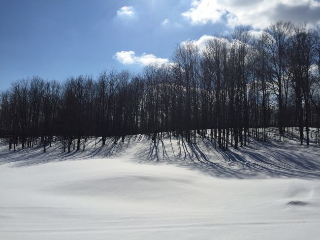 Michigan winter scene - snow and bare trees