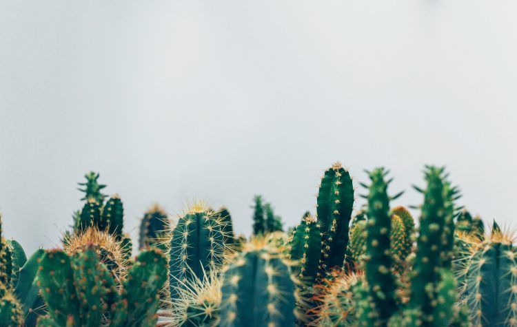 cacti metaphor for sensitive addict