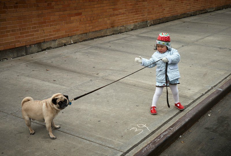 Little girl enabling dog - addict