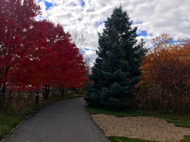 autumn gratitude walk - recovery