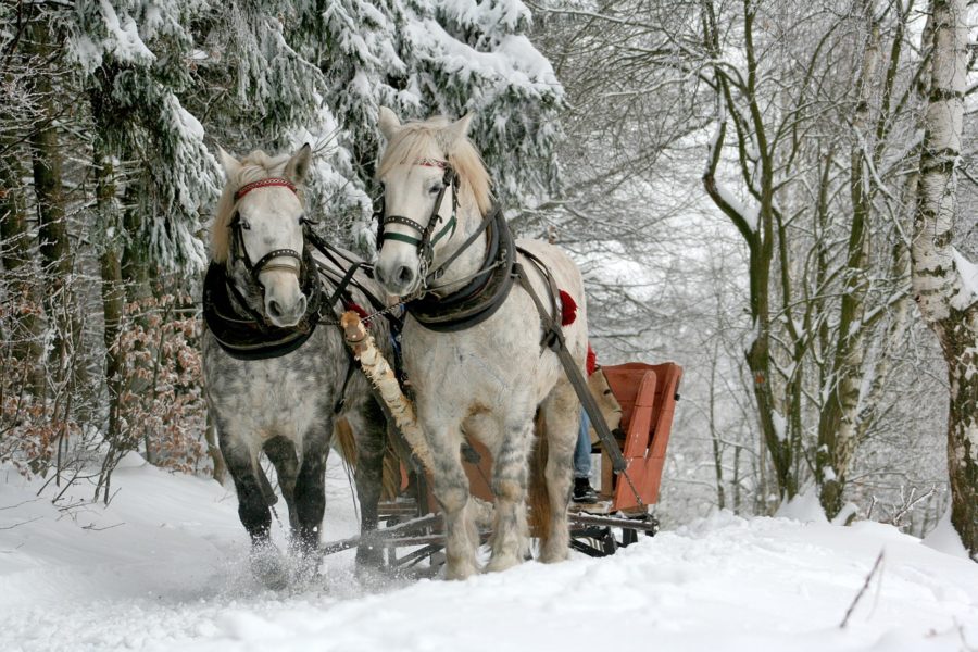 wonderful time of the year recovery horse and sleigh