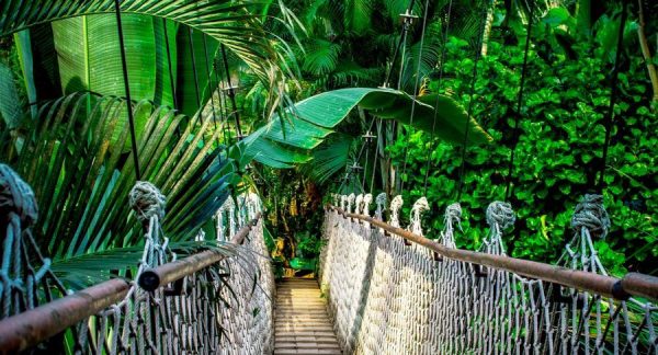 jungle bridge
