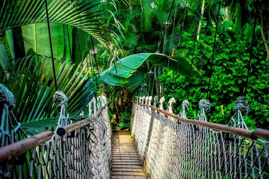 jungle bridge