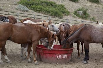 horse ranch horses eating