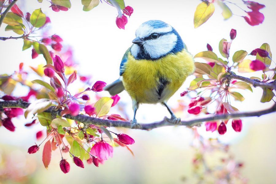 spring-bird representing seasonal allergies and mental health