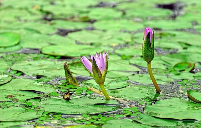 water lilies represent early recovery