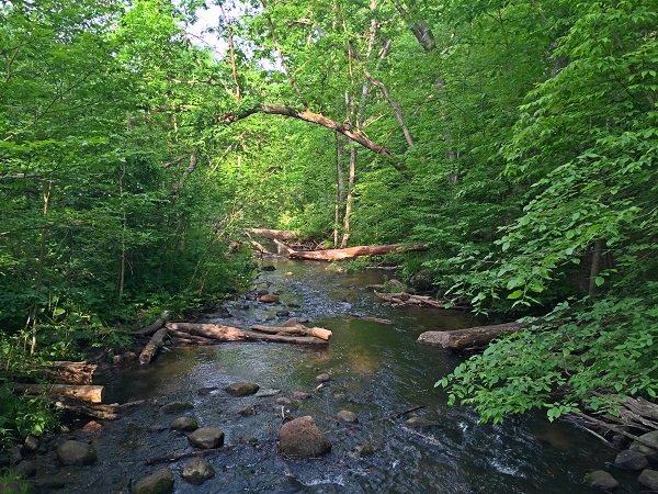 mindfulness and meditation forest bathing