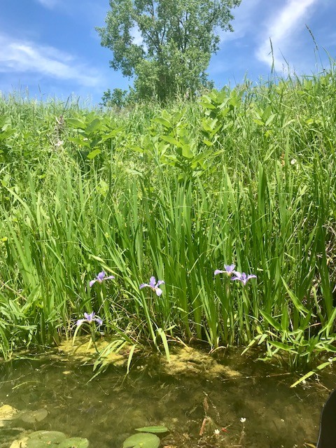Michigan summer wild iris