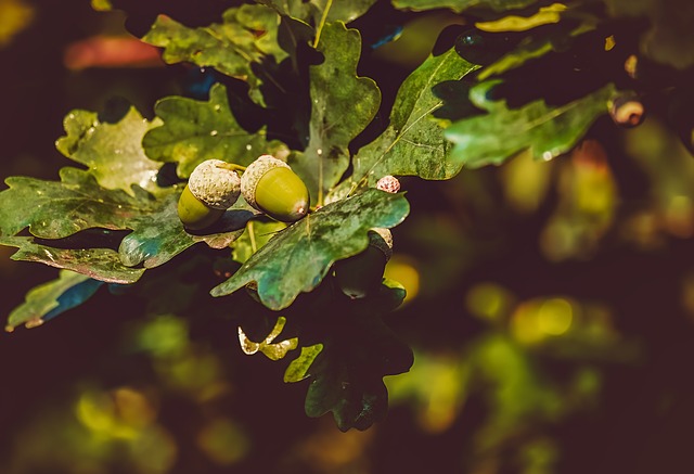 inter-generational addiction like acorns from oak