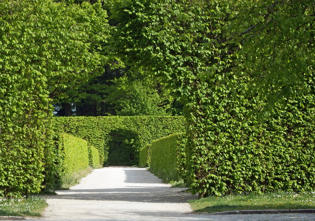 healthy boundary hedges along a path