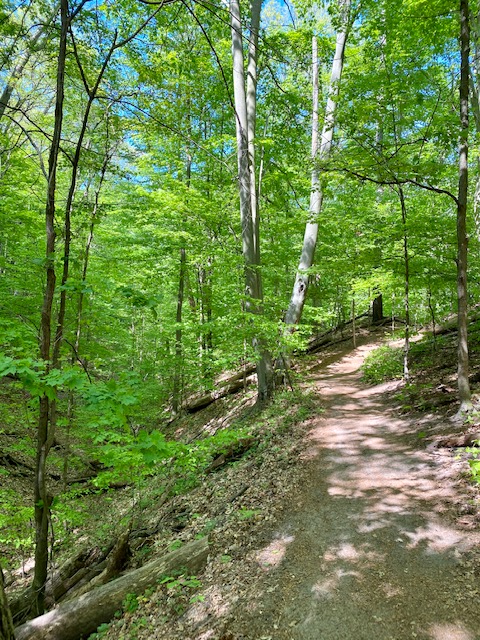michigan hiking trail through sunny woods