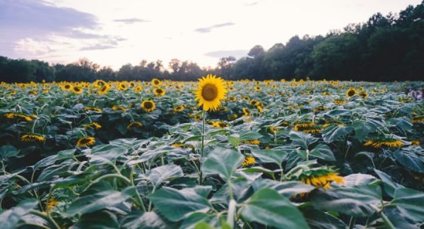 happiness single sunflower