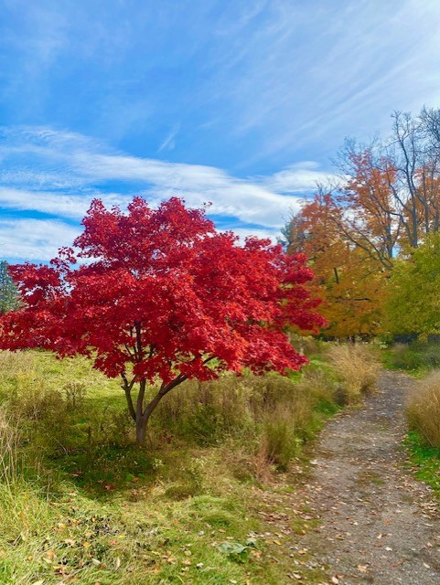 A path with beautiful autumn tree