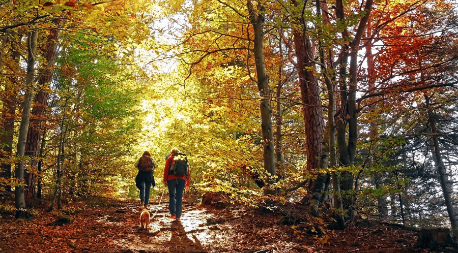 Activities to celebrate autumn people walking in woods with colored leaves