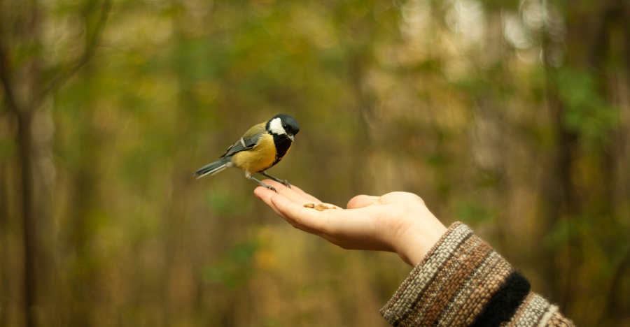trust and mistrust bird eating out of the hand